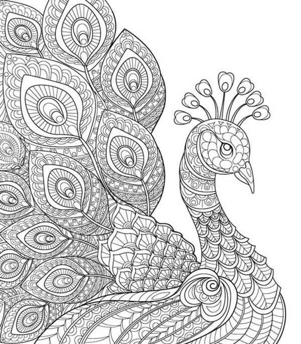 Pavão