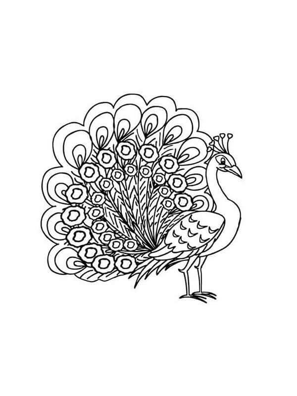 Pavão