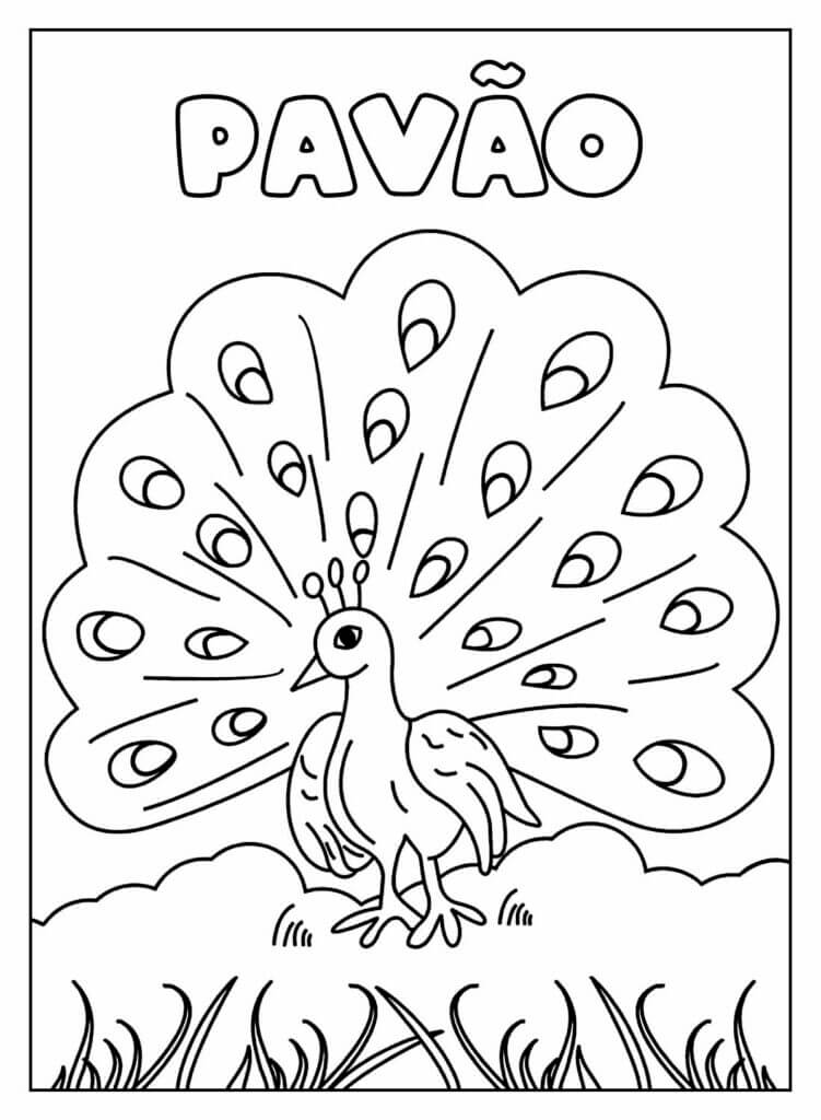 Pavão