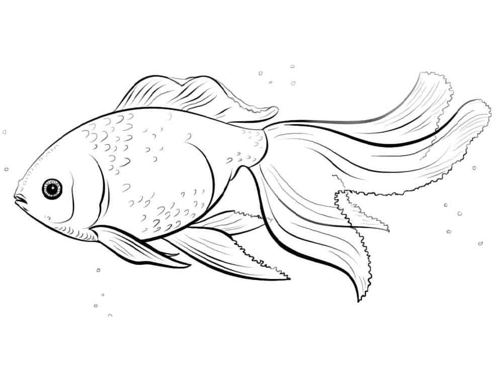 Peixe Dourado