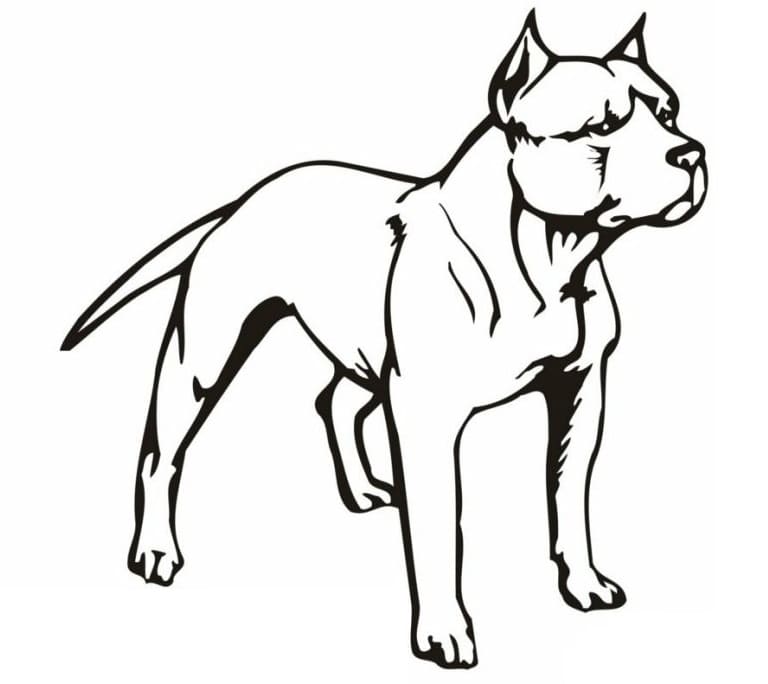 Pitbull