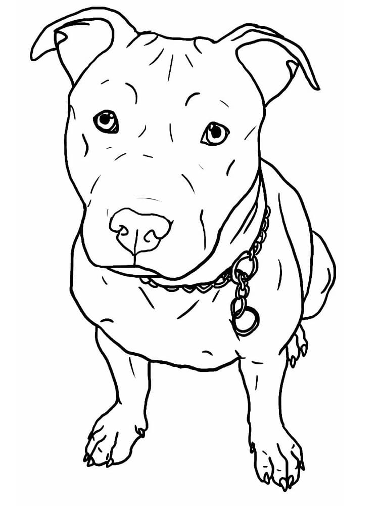 Pitbull