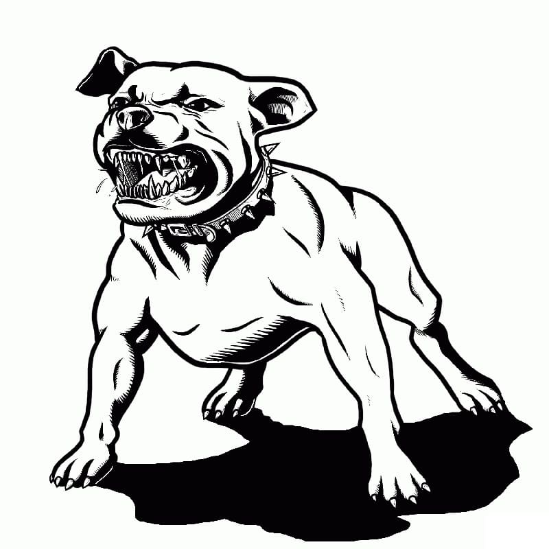 Pitbull