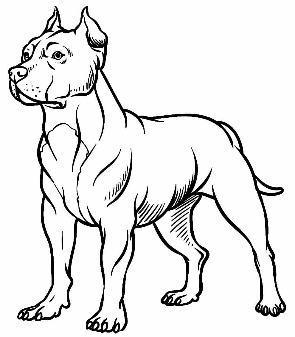 Pitbull