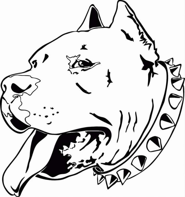 Pitbull