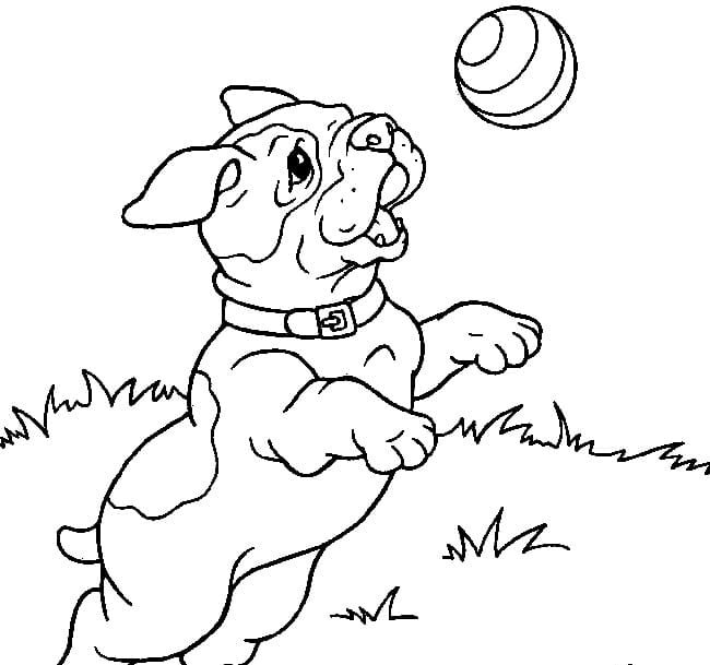 Pitbull
