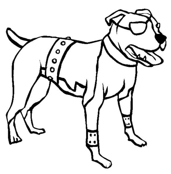 Pitbull