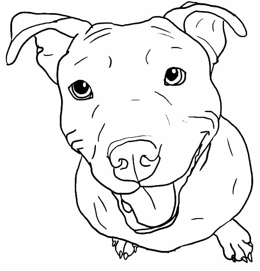 Pitbull