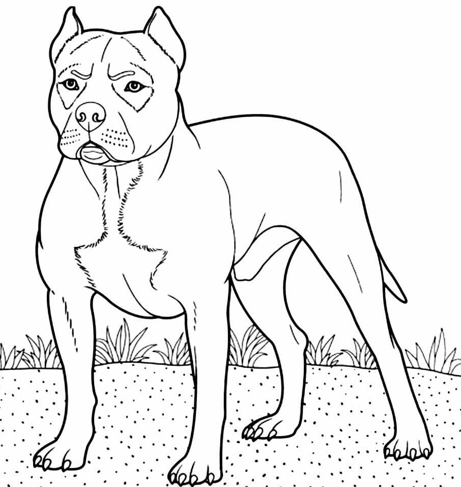 Pitbull