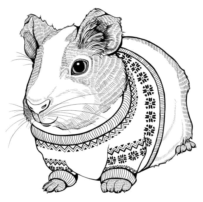 Porquinho da Índia