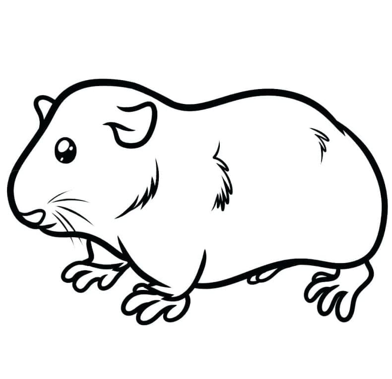 Porquinho da Índia