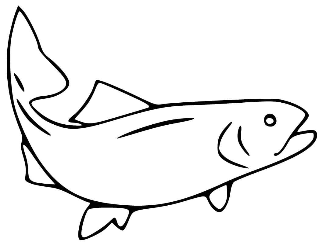 Salmão