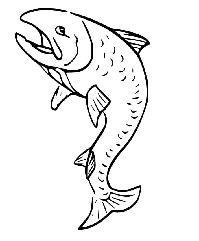 Salmão