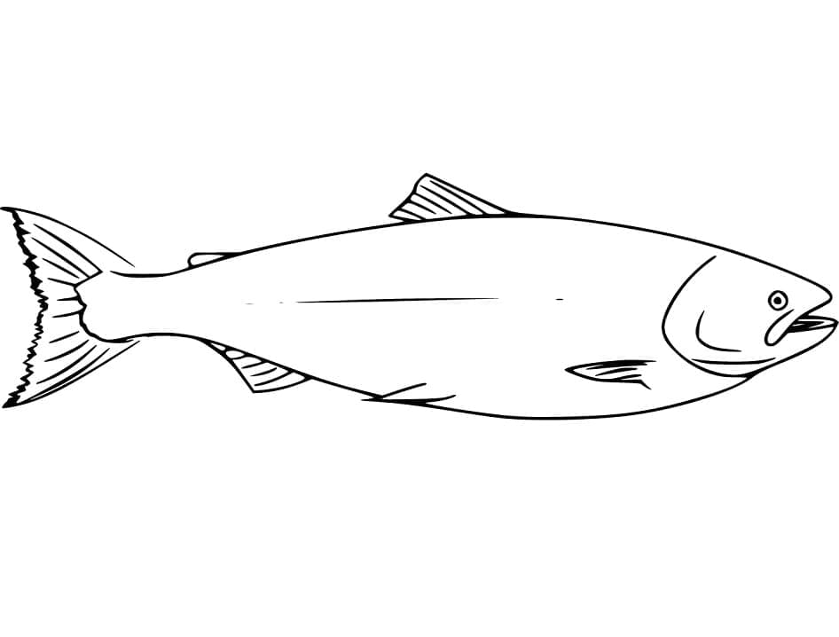 Salmão