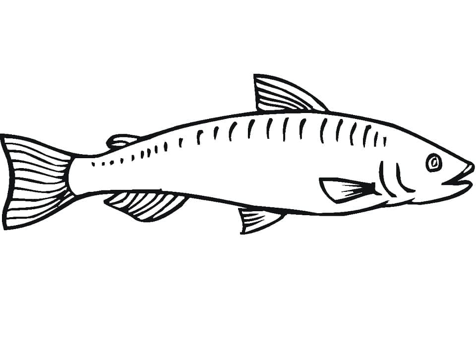 Salmão