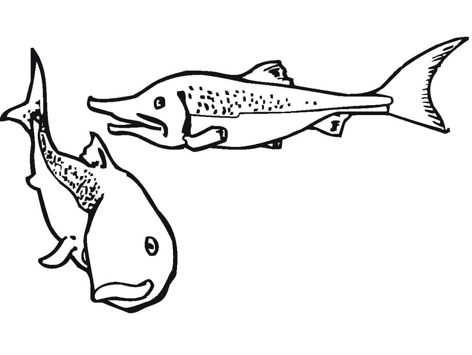 Salmão