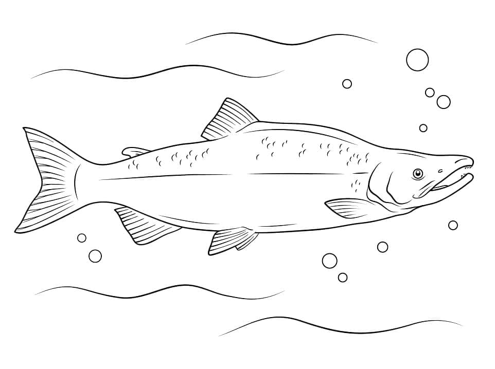 Salmão