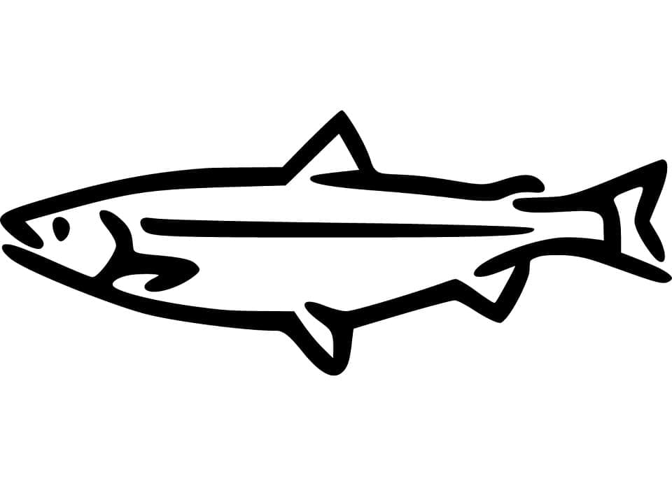 Salmão