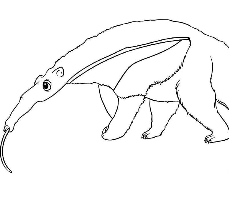 Tamanduá