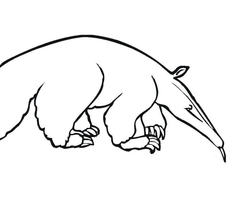 Tamanduá