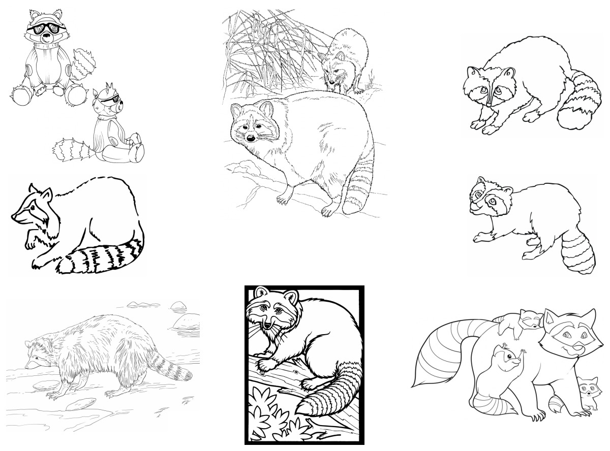 14 desenhos de Guaxinim — Para colorir e imprimir