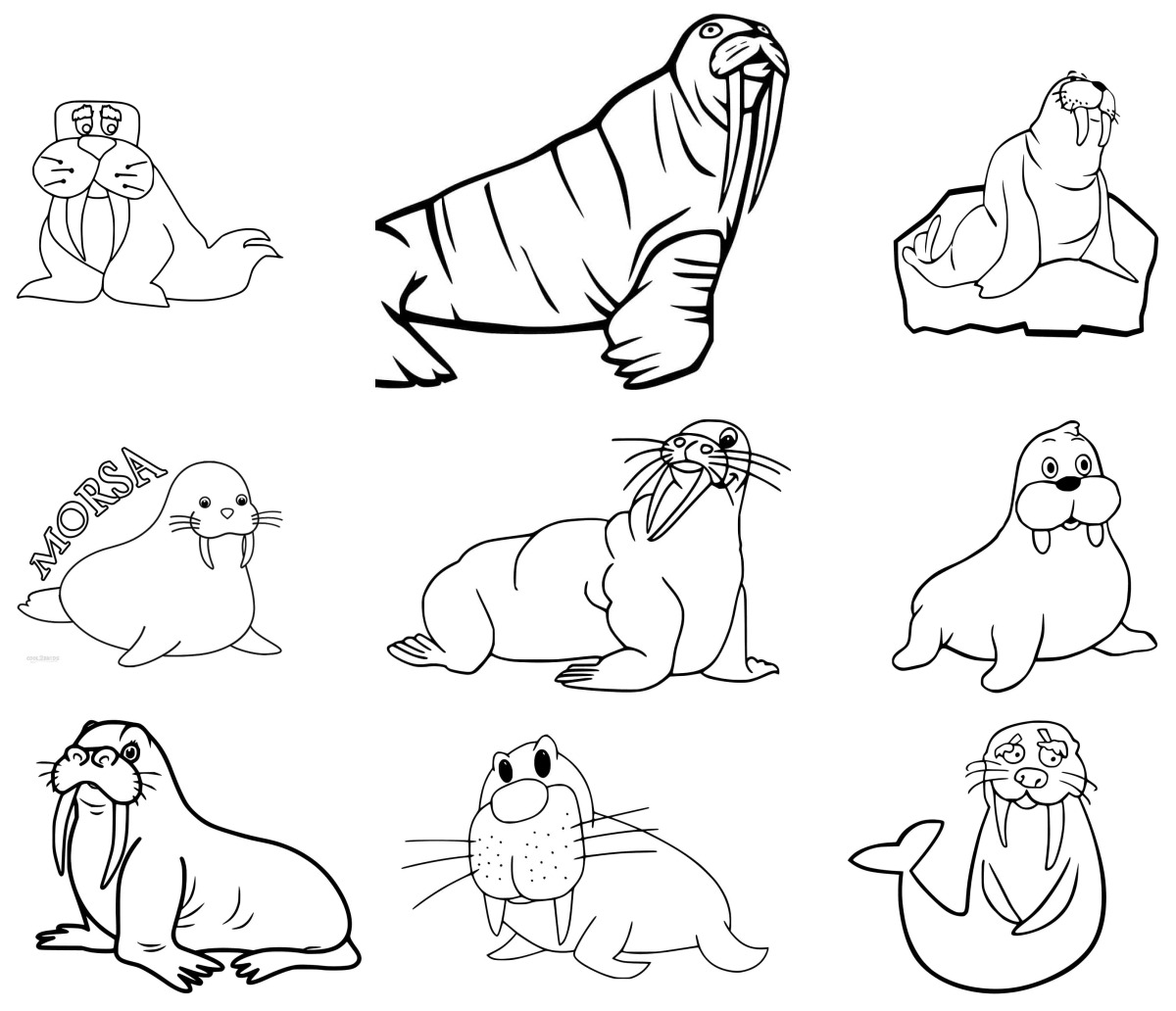22 desenhos de Morsa — Para colorir e imprimir