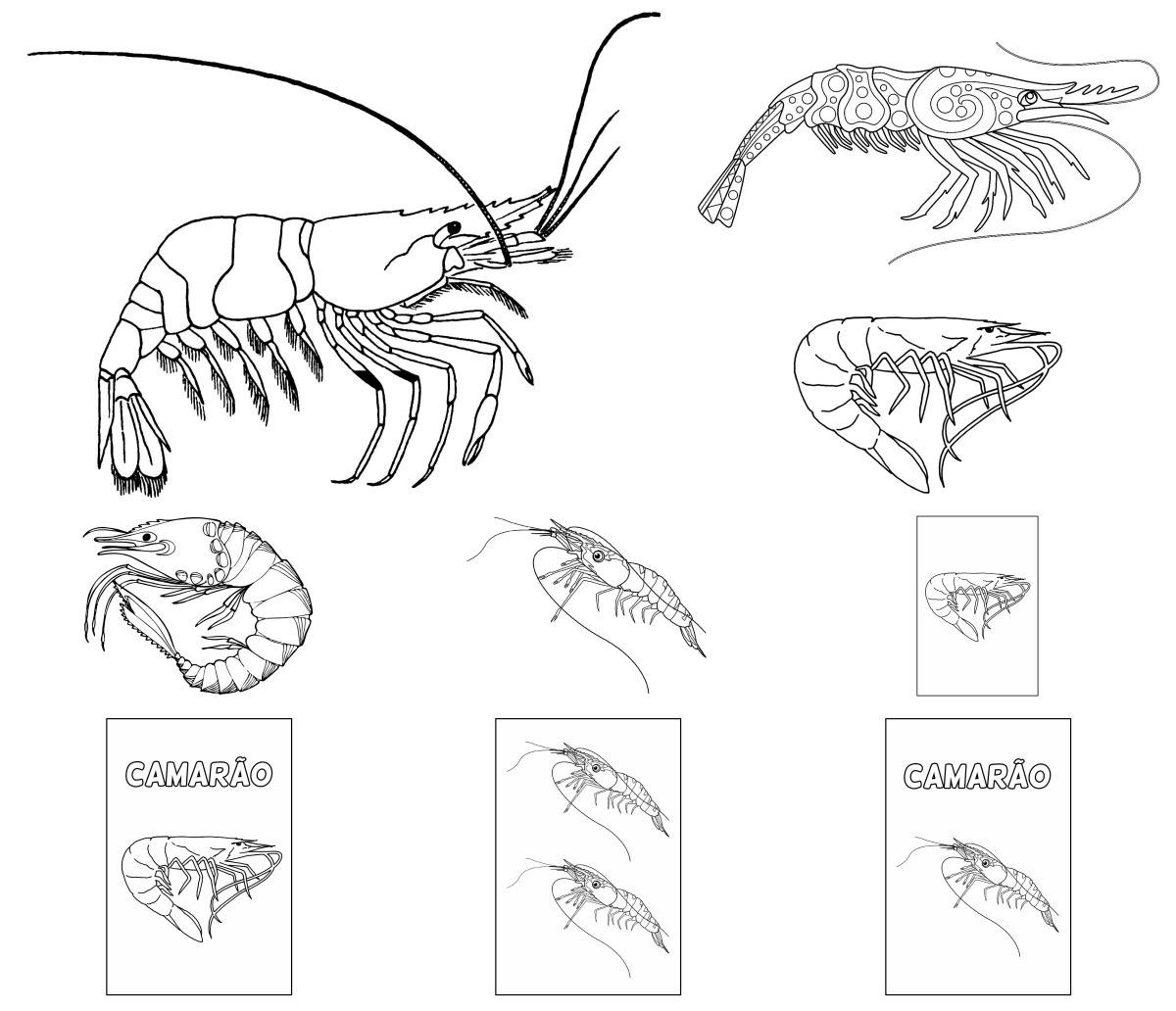 15 desenhos de Camarão — Para colorir e imprimir