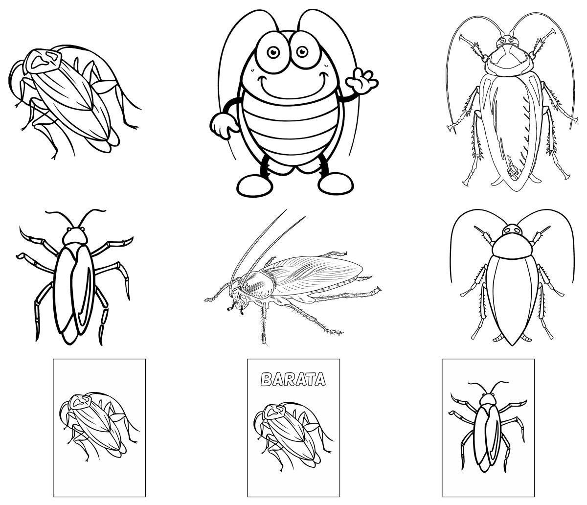 34 desenhos de Barata — Para colorir e imprimir