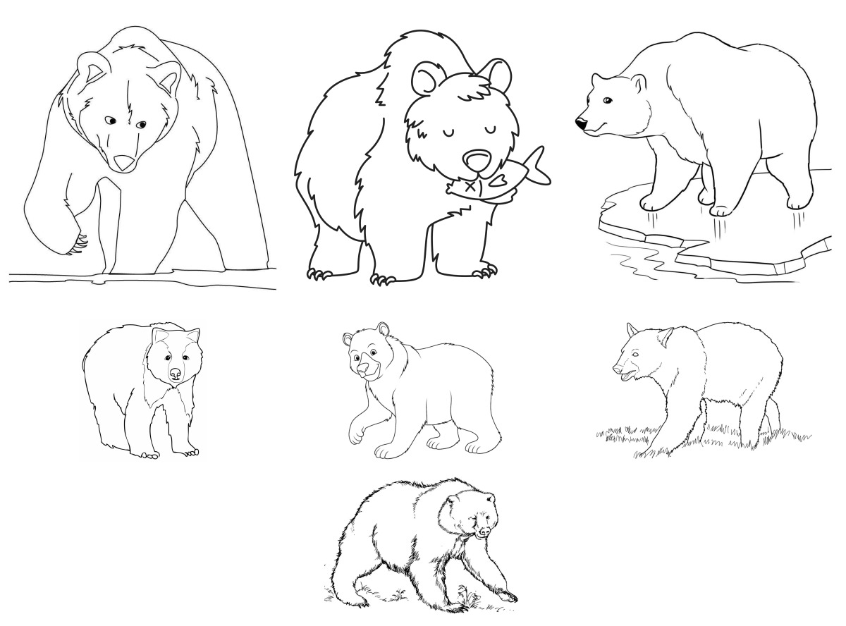 13 desenhos de Ursos — Para colorir e imprimir 13 desenhos de Ursos — Para colorir e imprimir