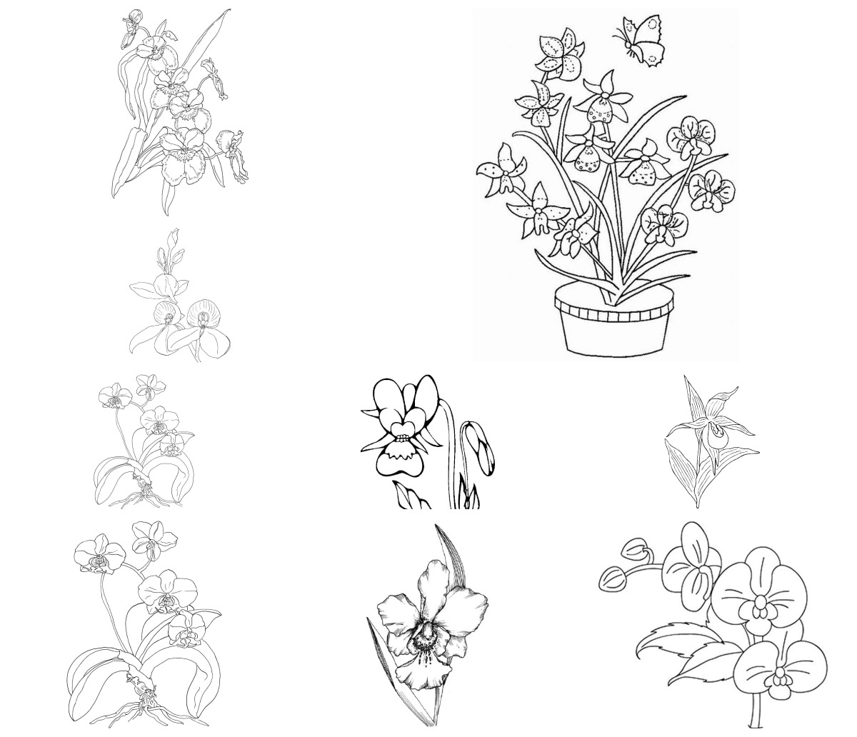 15 desenhos de Orquídea — Para colorir e imprimir 15 desenhos de Orquídea — Para colorir e imprimir