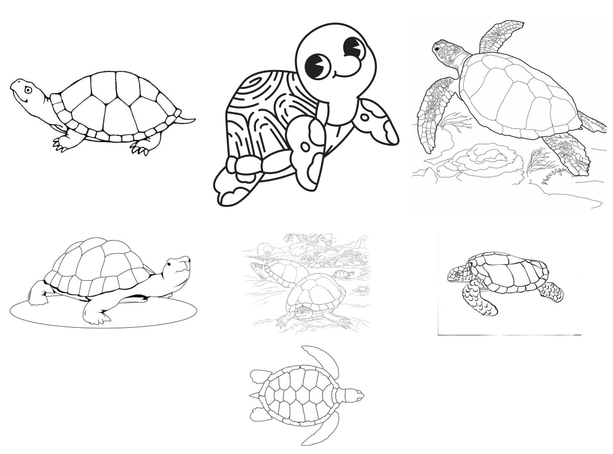 19 desenhos de Tartarugas — Para colorir e imprimir 19 desenhos de Tartarugas — Para colorir e imprimir
