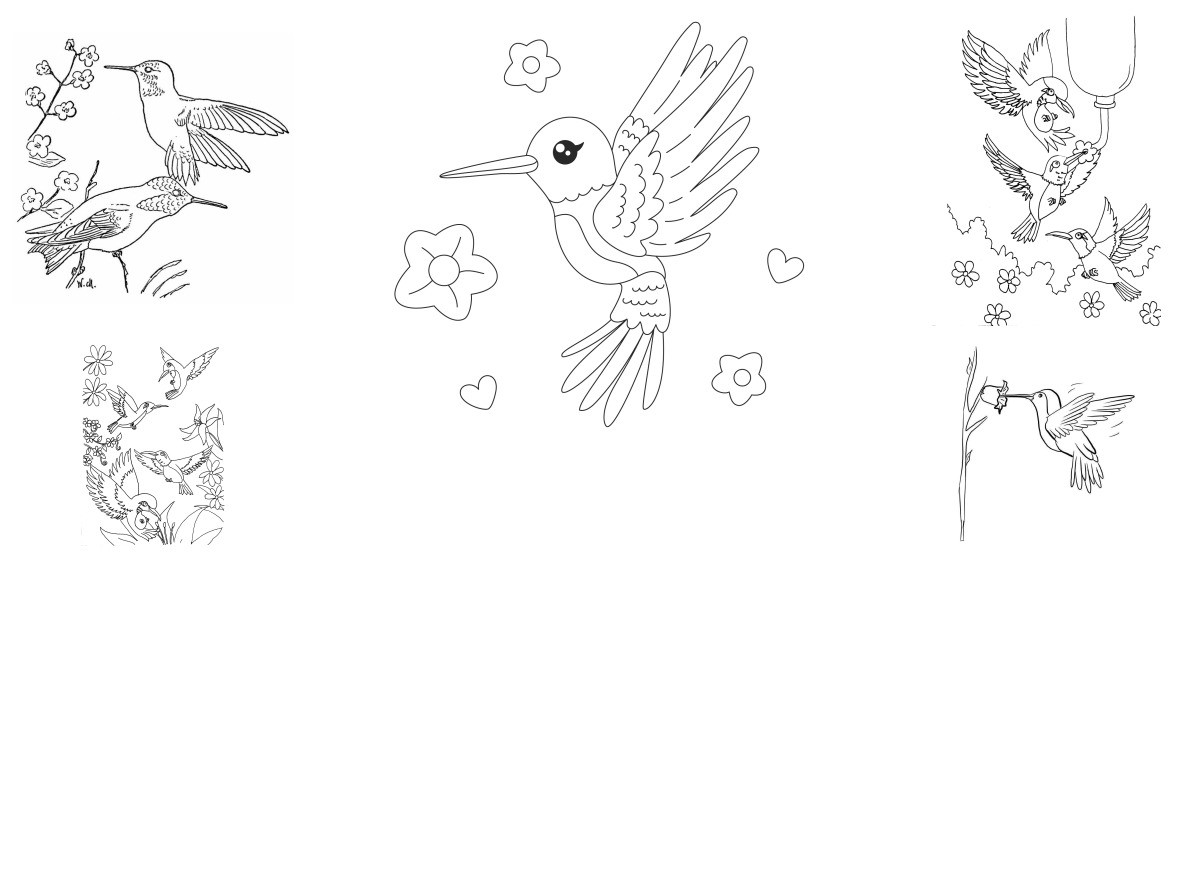 19 desenhos de Beija-flor — Para colorir e imprimir