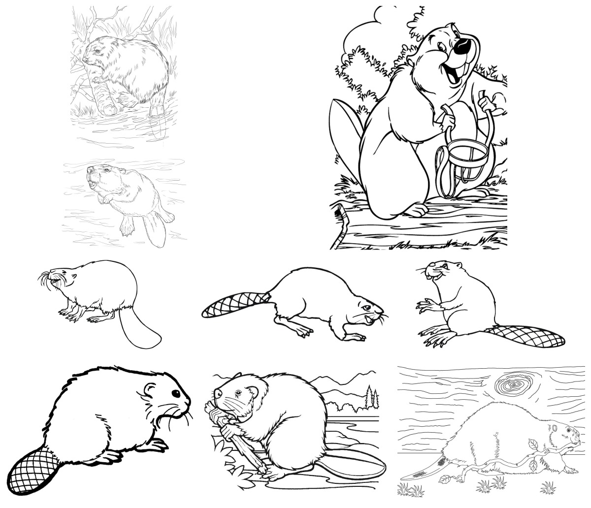 15 desenhos de Castor — Para colorir e imprimir